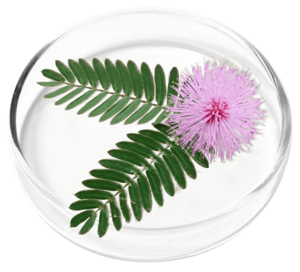 Femicore Ingredients 